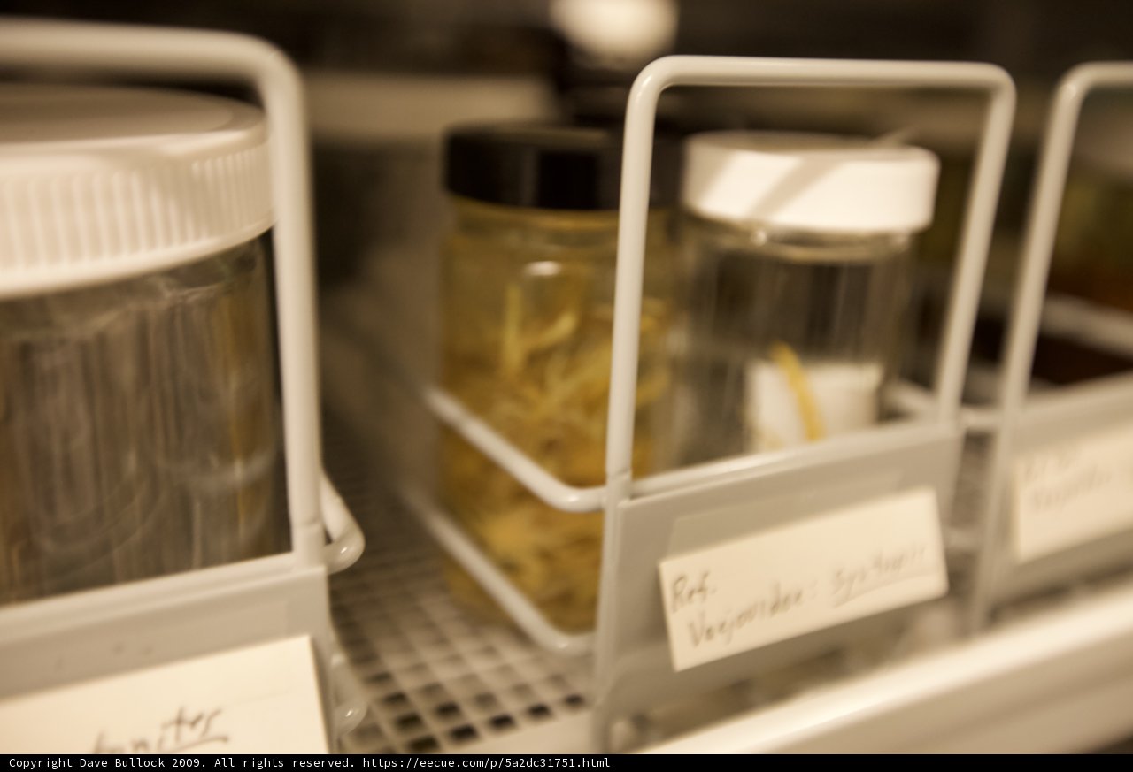 Myriad of Jars on the Shelf