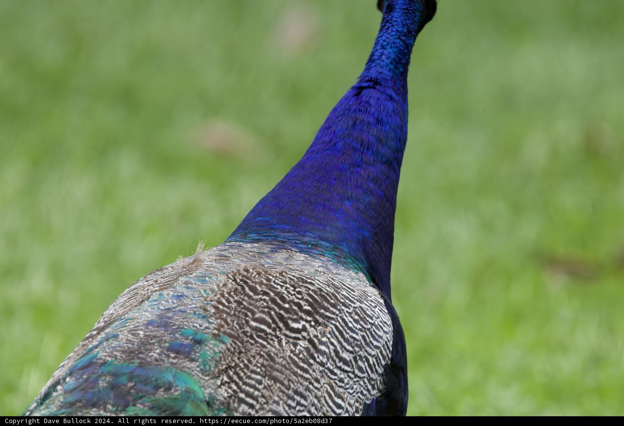 Vibrant Vigilance – The Peacock of Honolulu Zoo