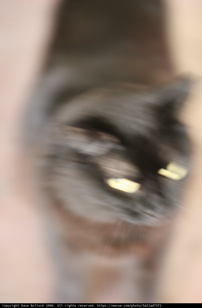 Furry Feline Frenzy
