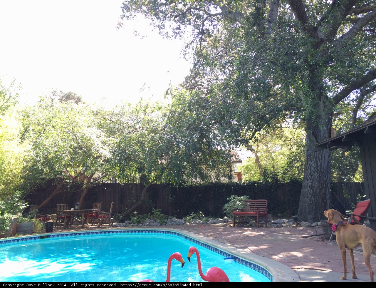 Flamingo Pool Party