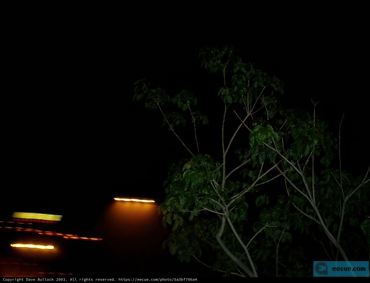 Glowing Tree at Night