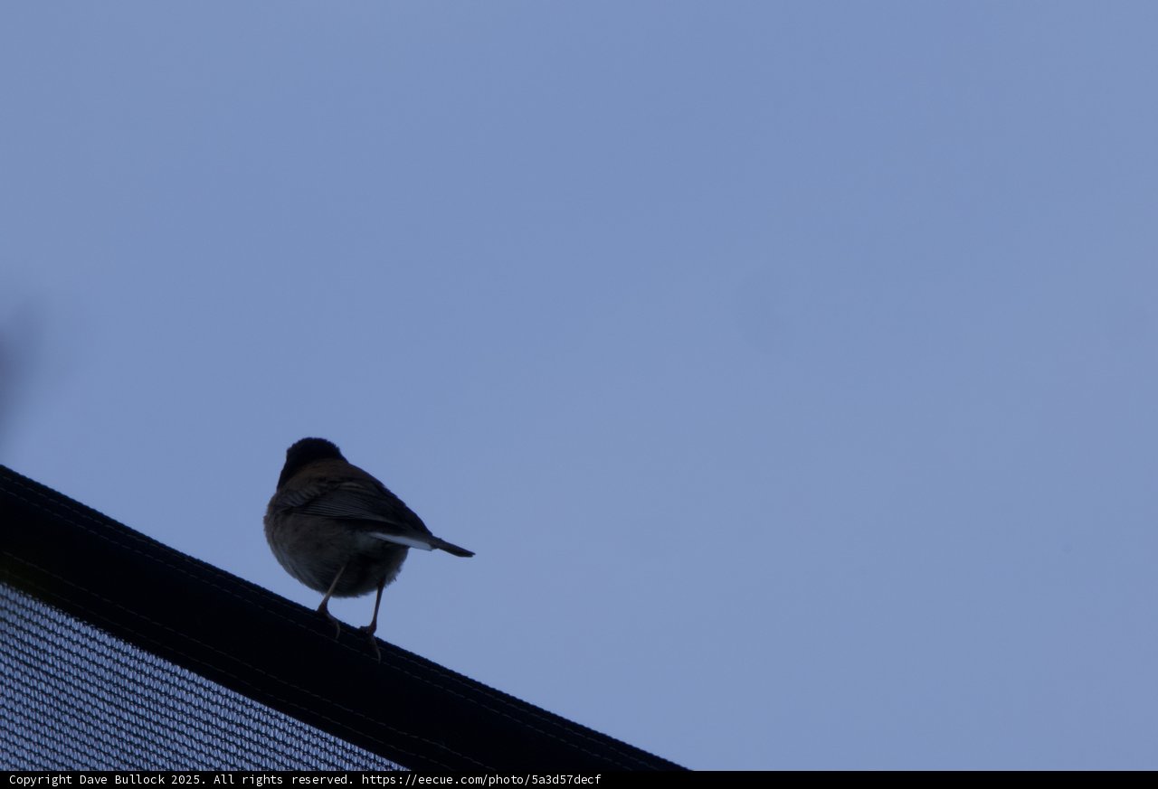 Roof-Top Perch