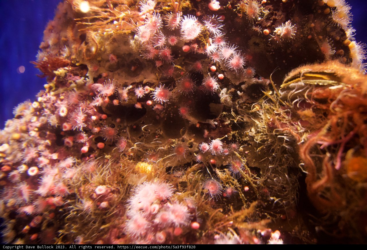Blossoming Underwater Universe: The Sea Anemone