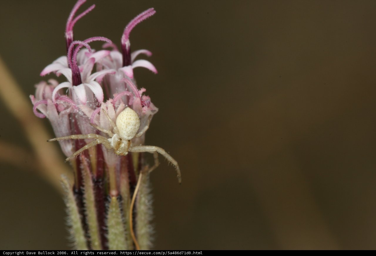 Garden Spider Finds Home on Flower
