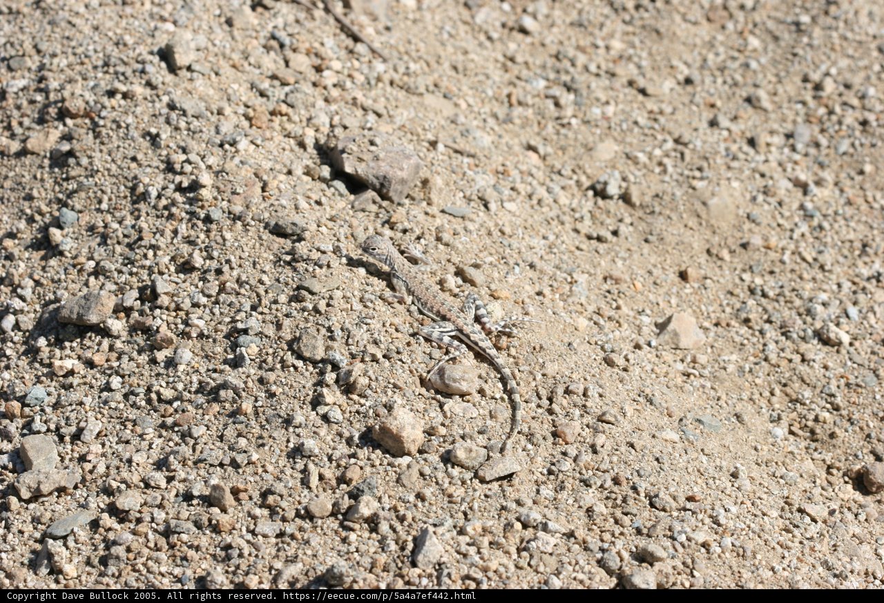 Ground-Dwelling Lizard