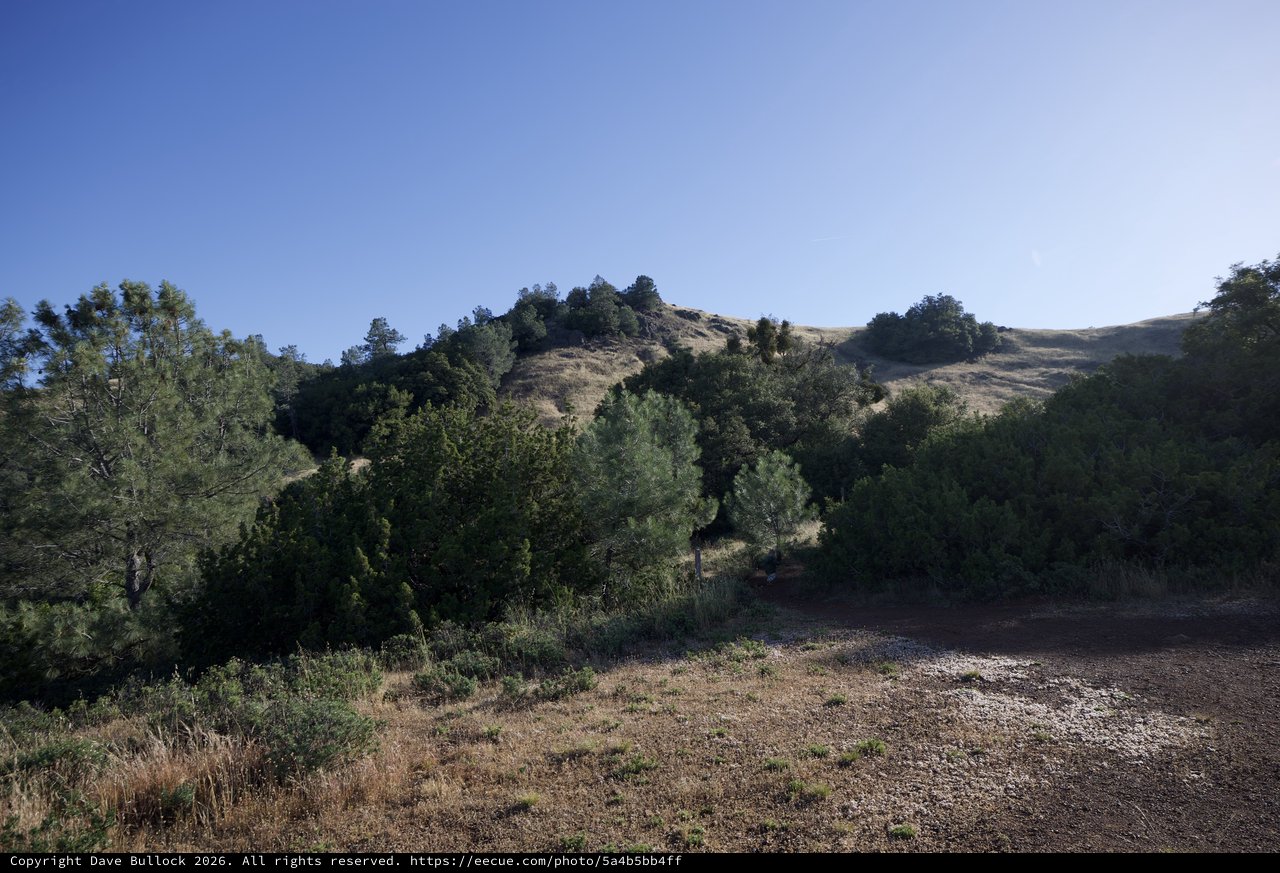 Golden Hillside and Pine Forest at Mount Diablo