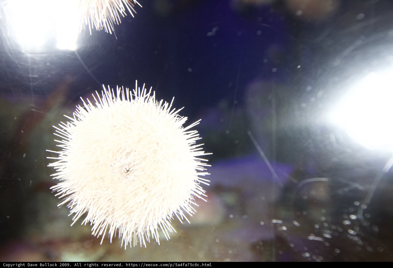 White Sea Urchin Underwater Garden