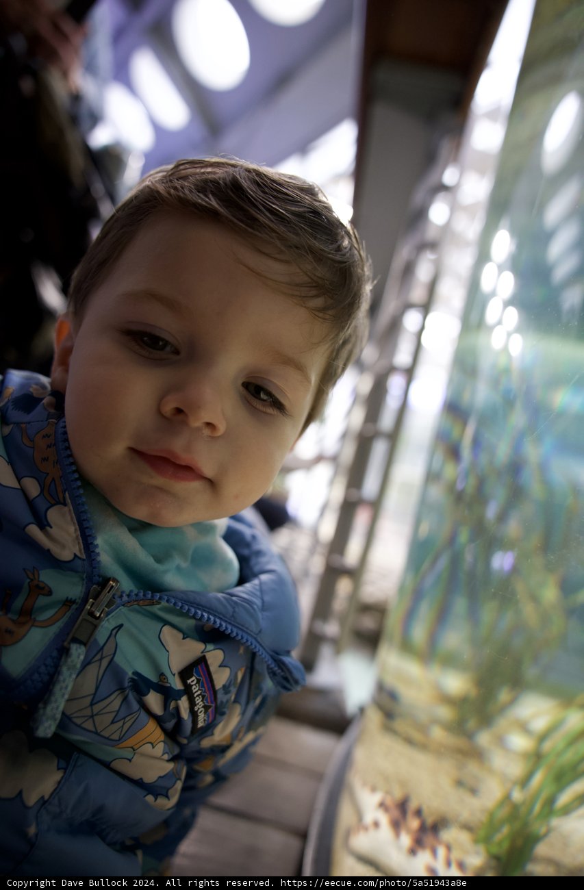 Enchanted by the Deep Blue - Wesley's Aquarium Adventure