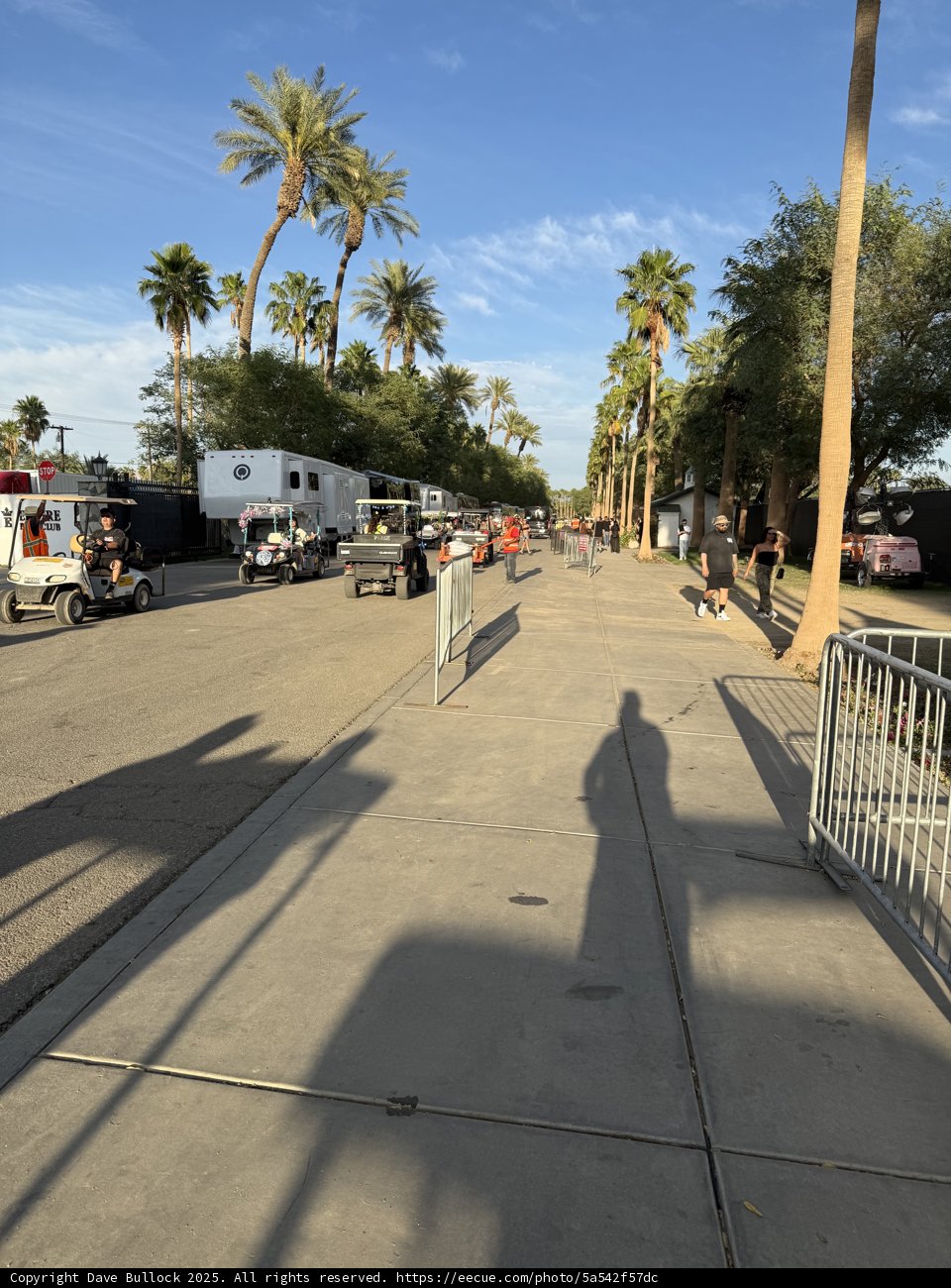 Strolling Through the Palm-Lined Path