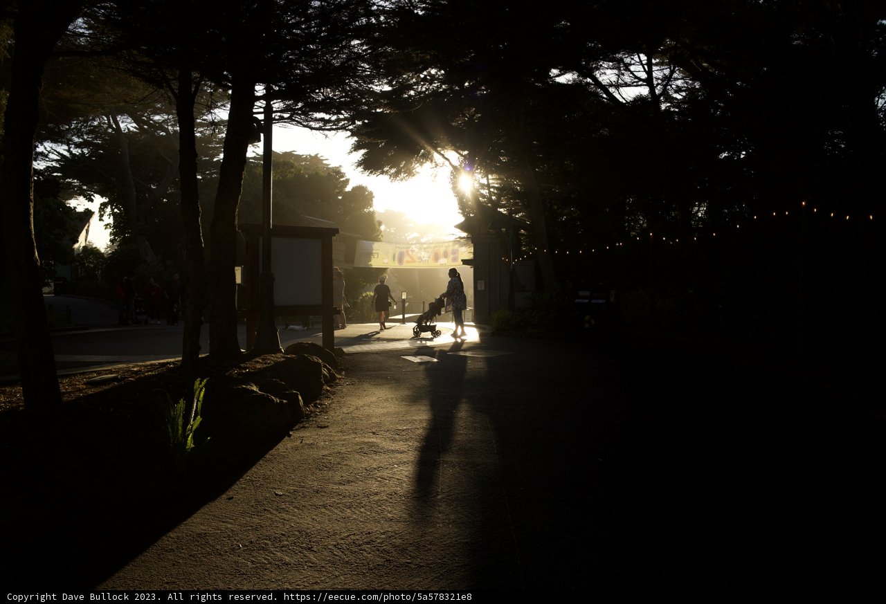 Promenade at Dusk: A Human-Canine Bonding