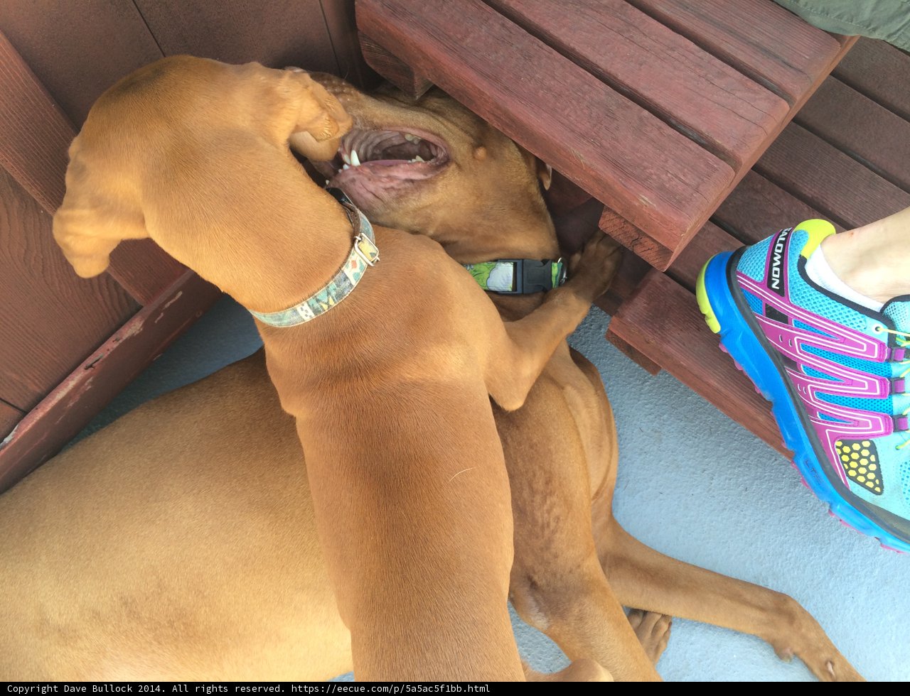 Playtime Pups