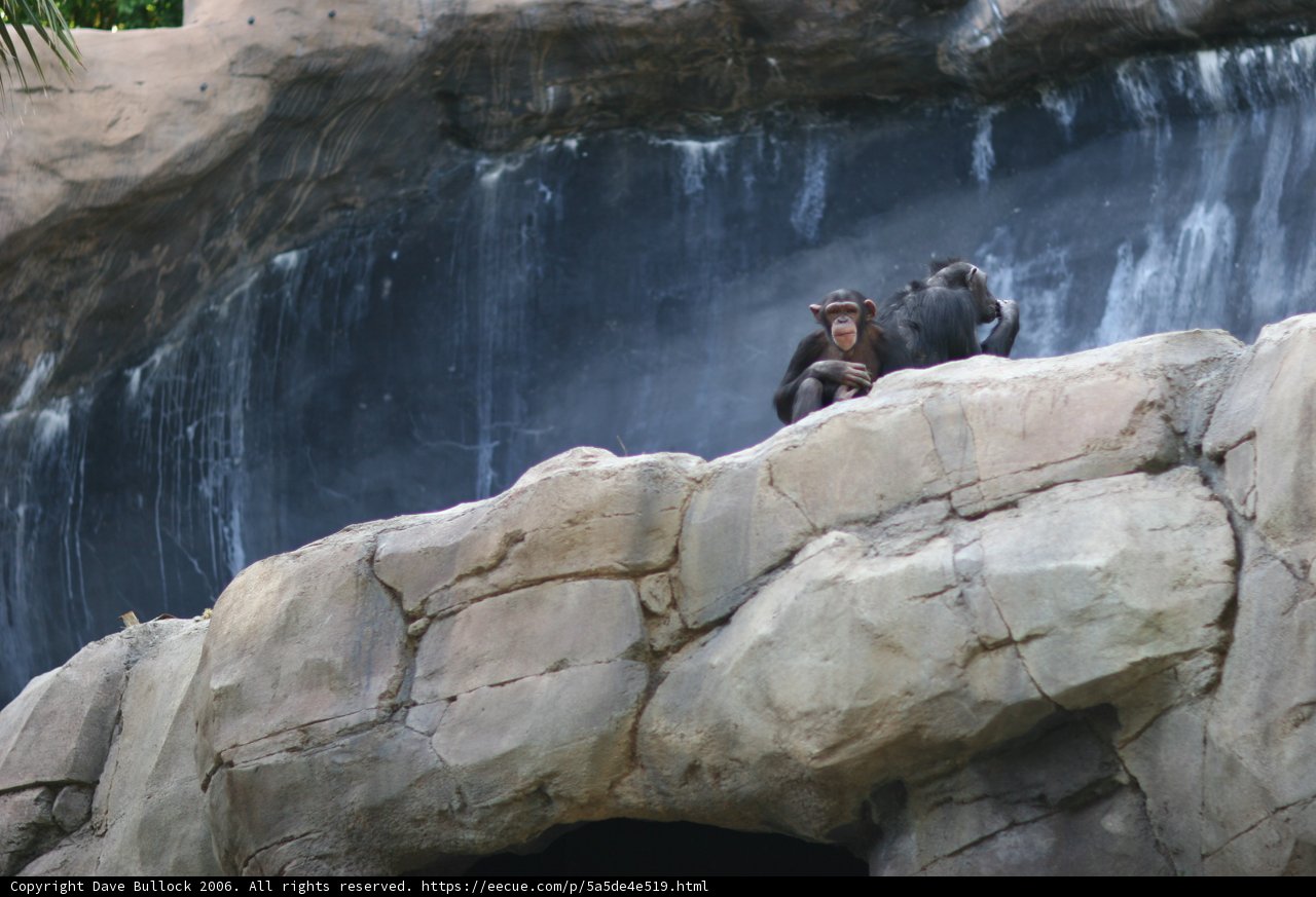 Monkey Business