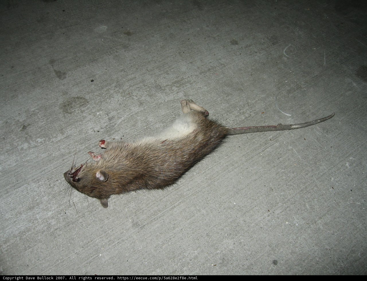 Lifeless Rat