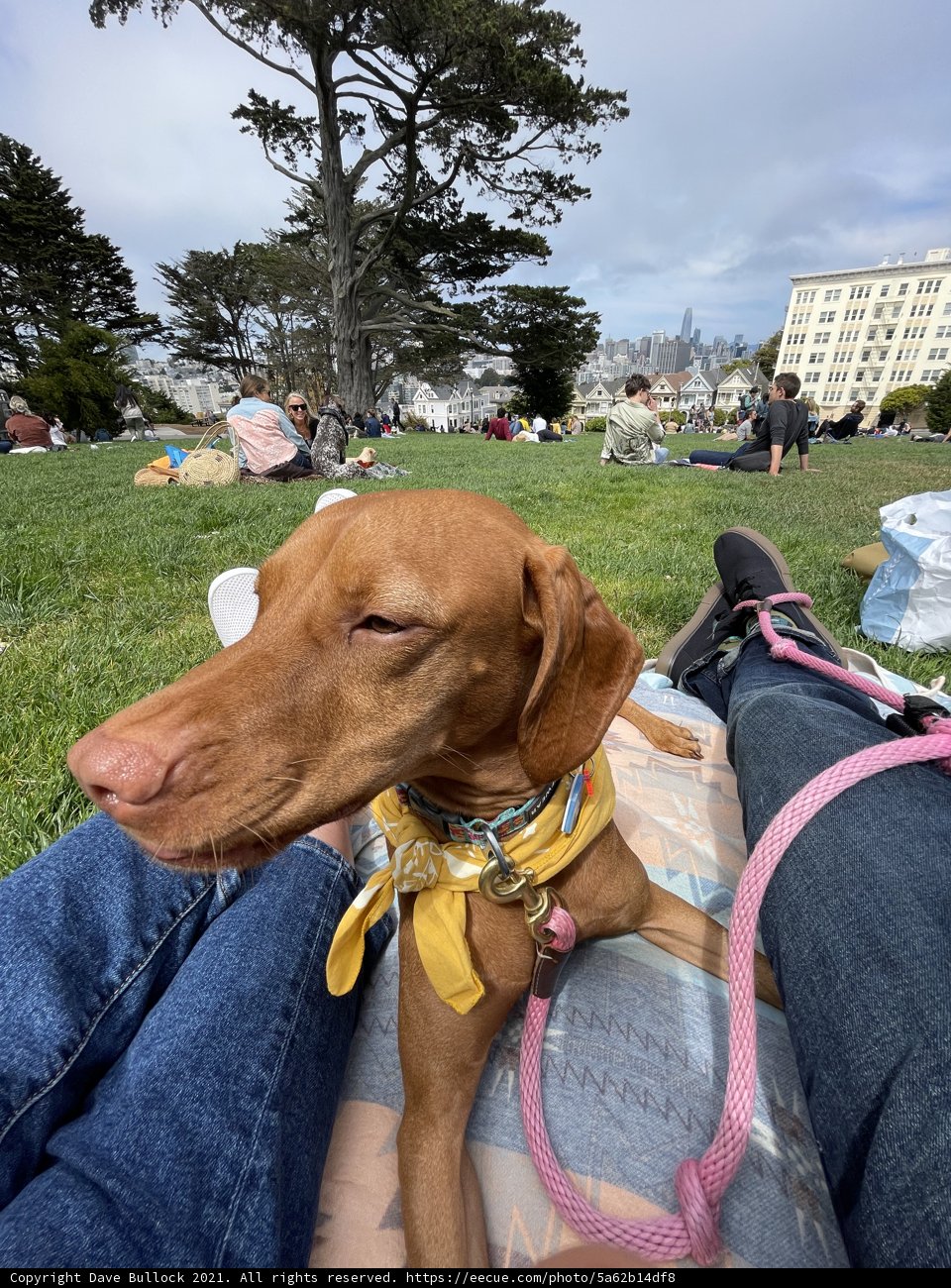 Relaxing Vizsla