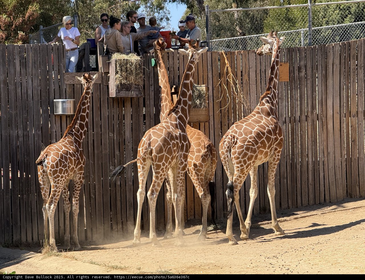 Afternoon with Giraffes at the Oakland Zoo