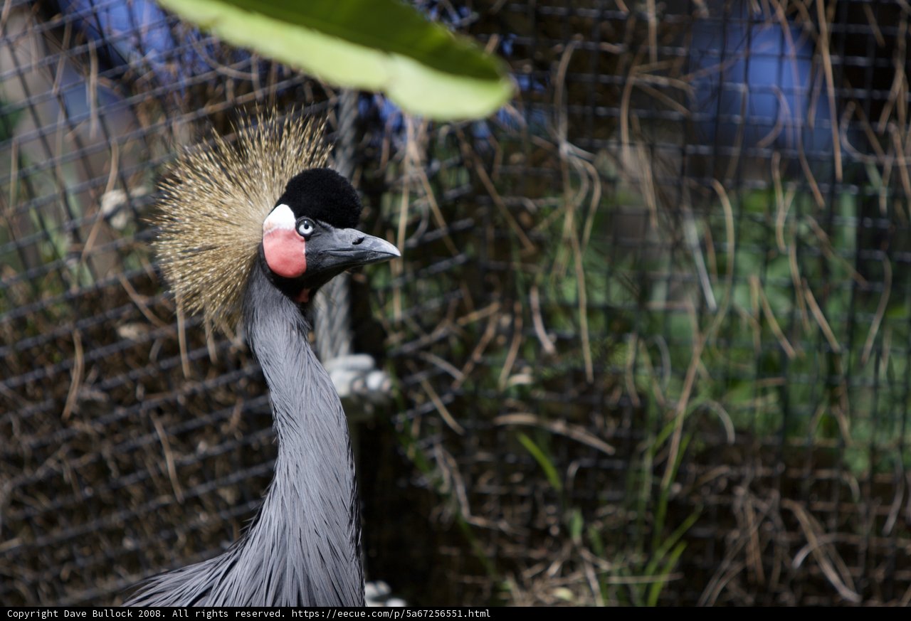 The Mohawked Crane Bird