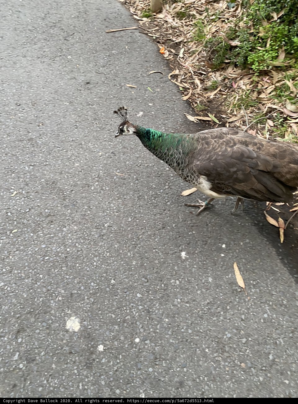 Majestic Peacock on the Path