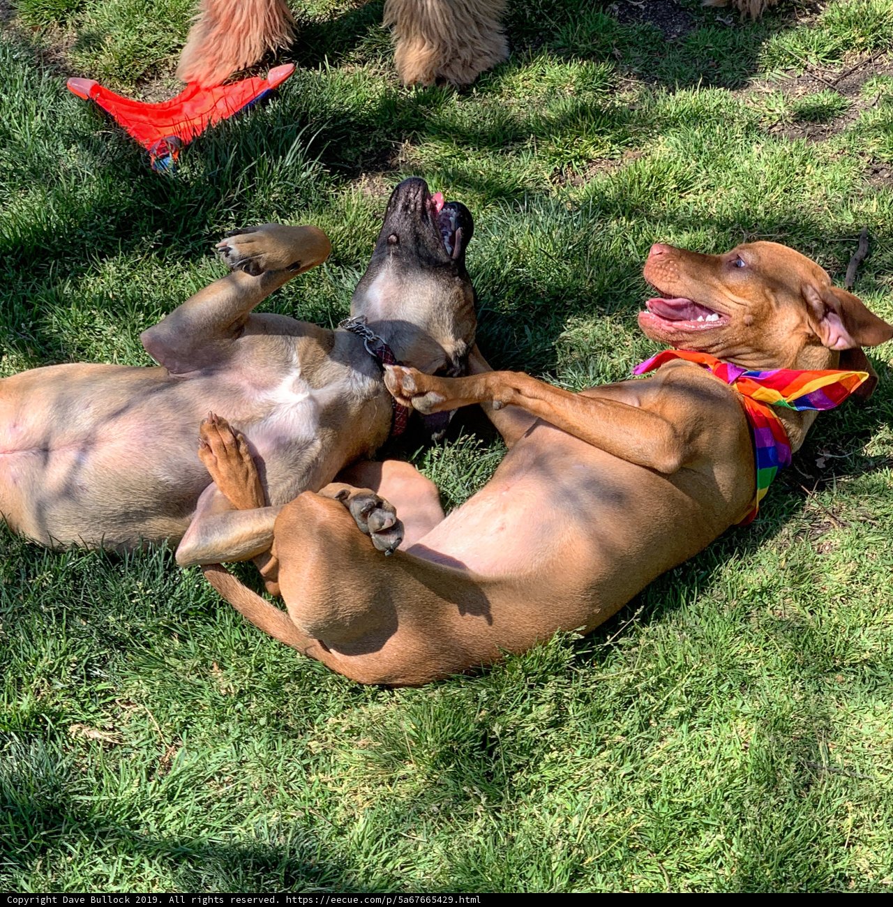 A Playful Day in the Park