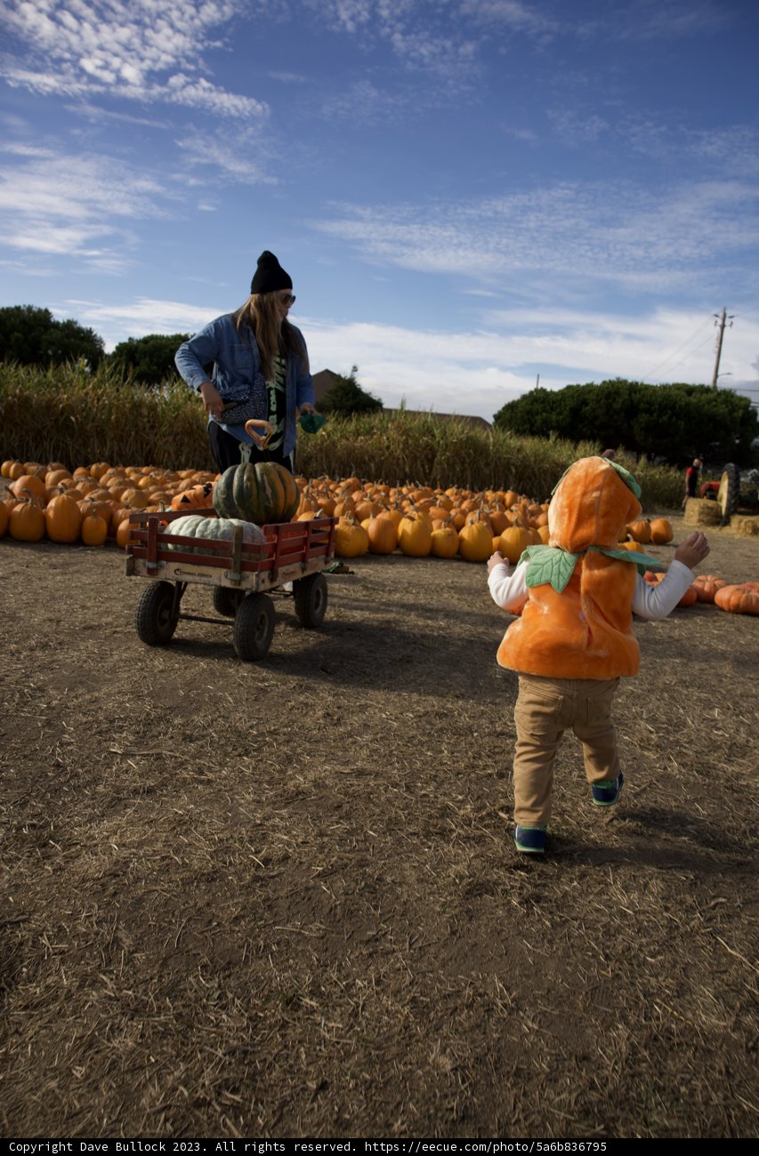 A Playful Harvest Day at Halfmoon Bay Pumpkin Patch