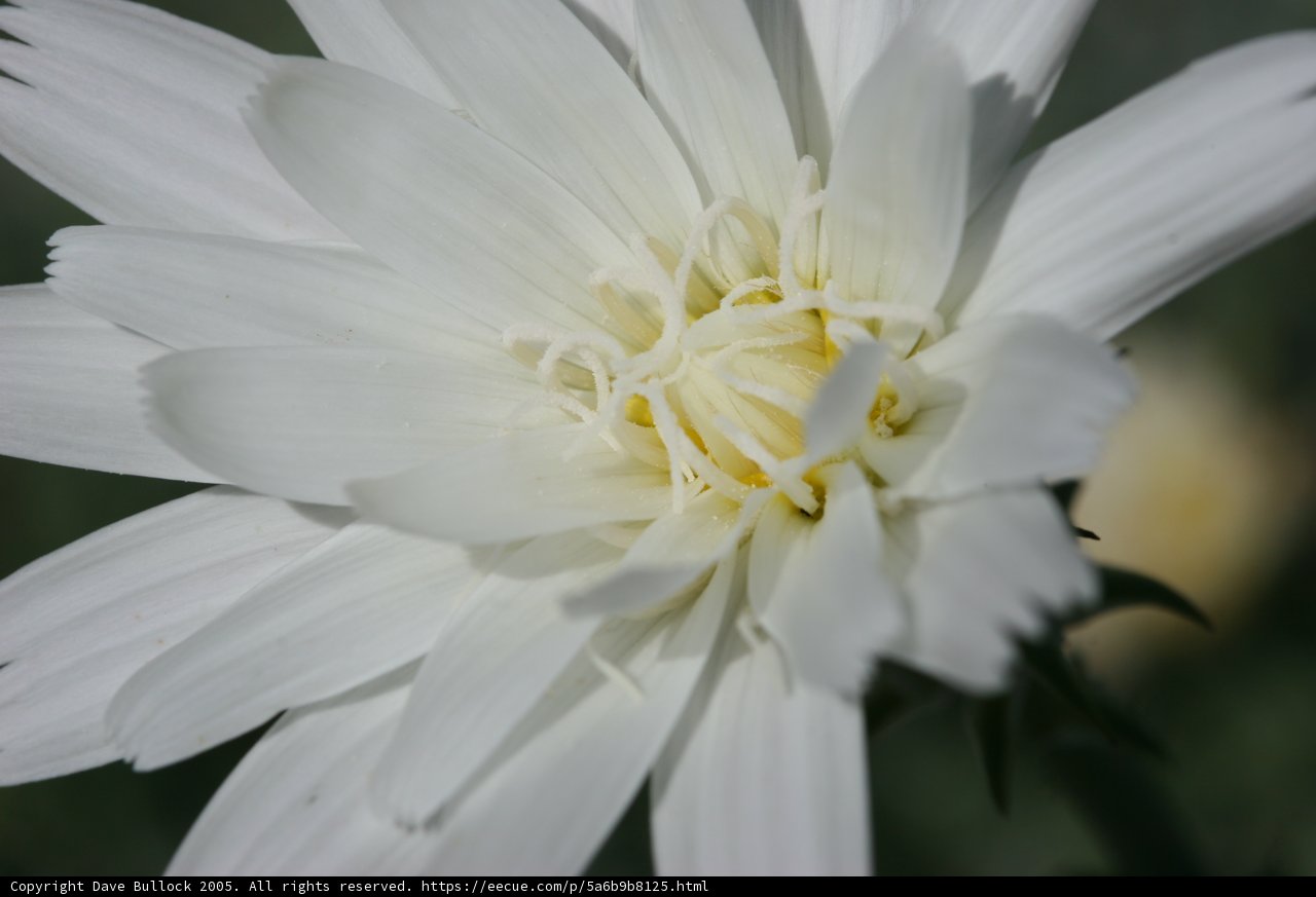 White Flower with Yellow Center