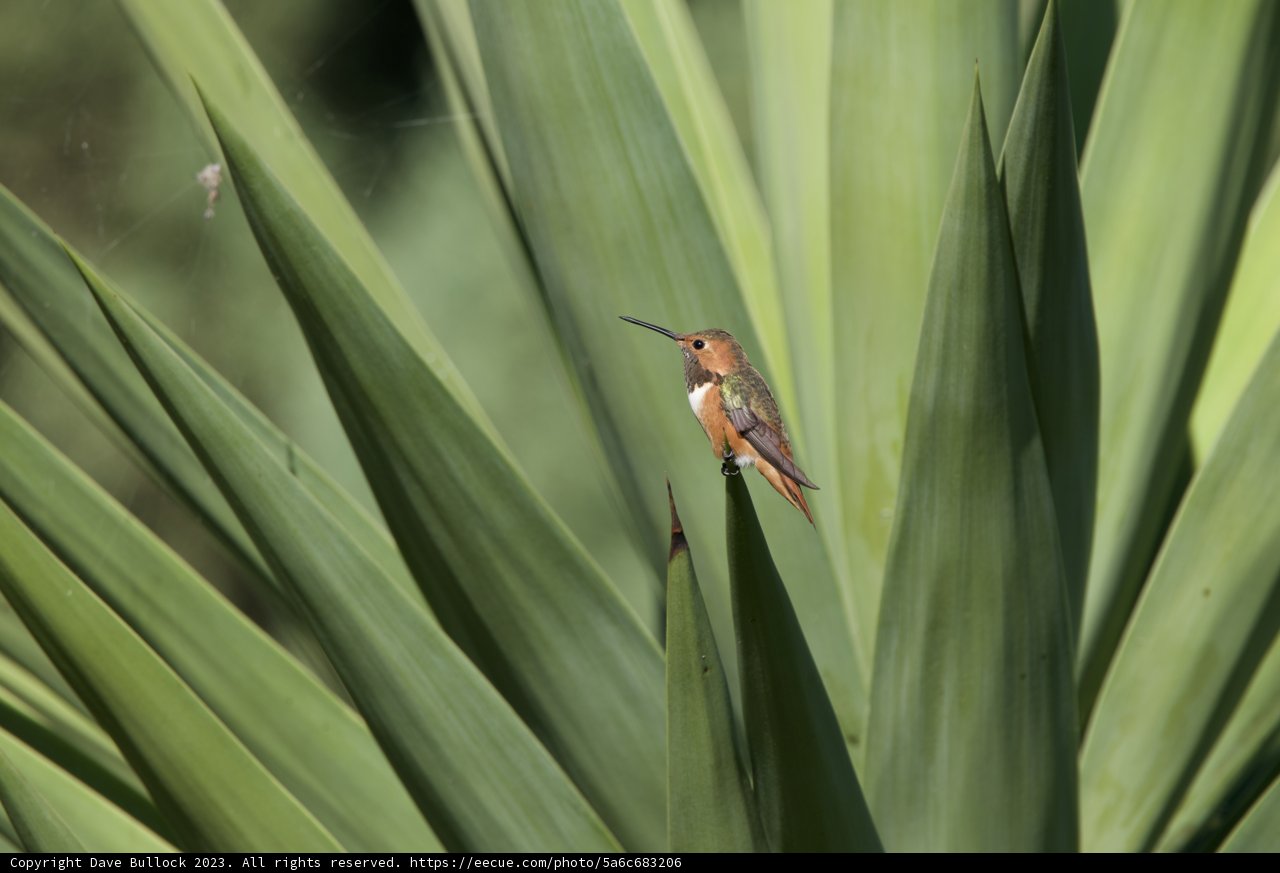 Serenity: Hummingbird Amidst Nature's Green