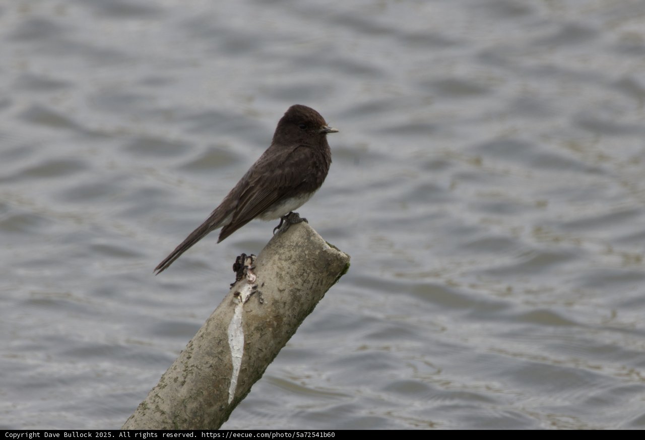 Perched Serenity
