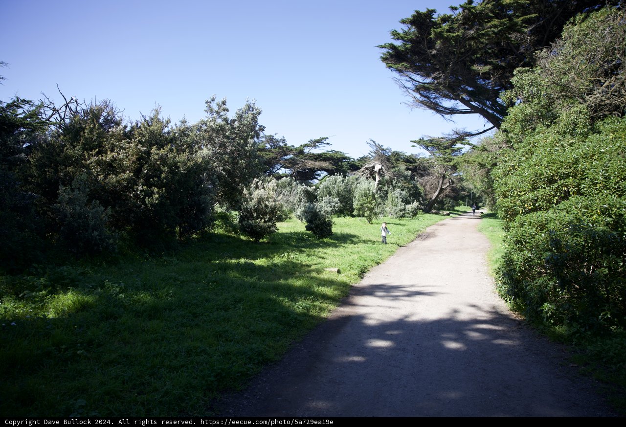 Convergence in Nature: Path through Golden Gate Park
