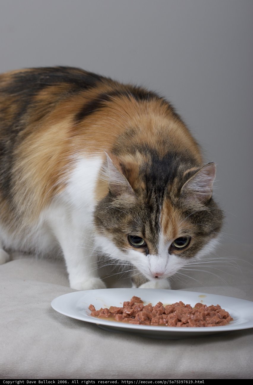 Feline Feast