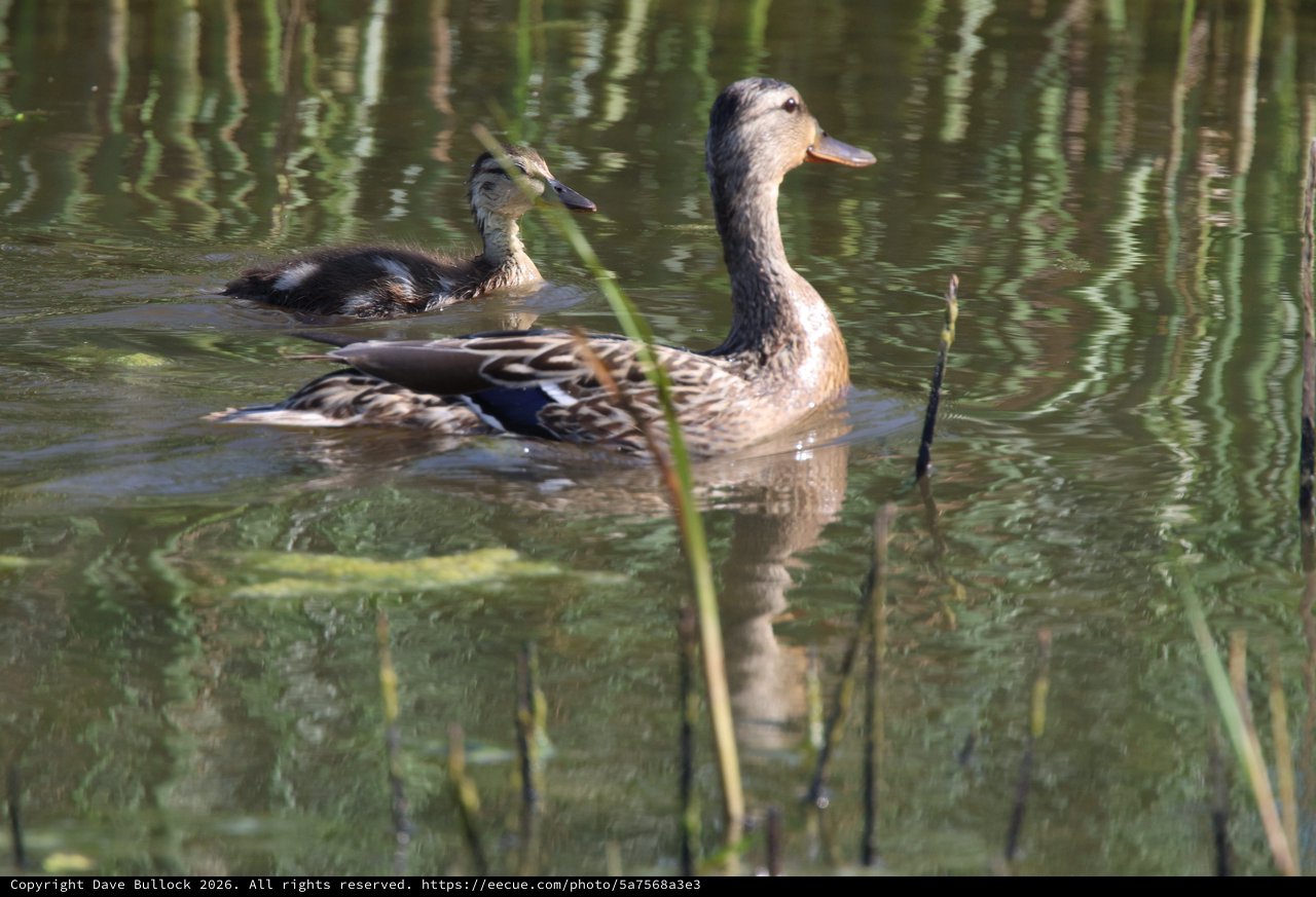 Female Mallard Duck with Duckling in Tranquil Wetland