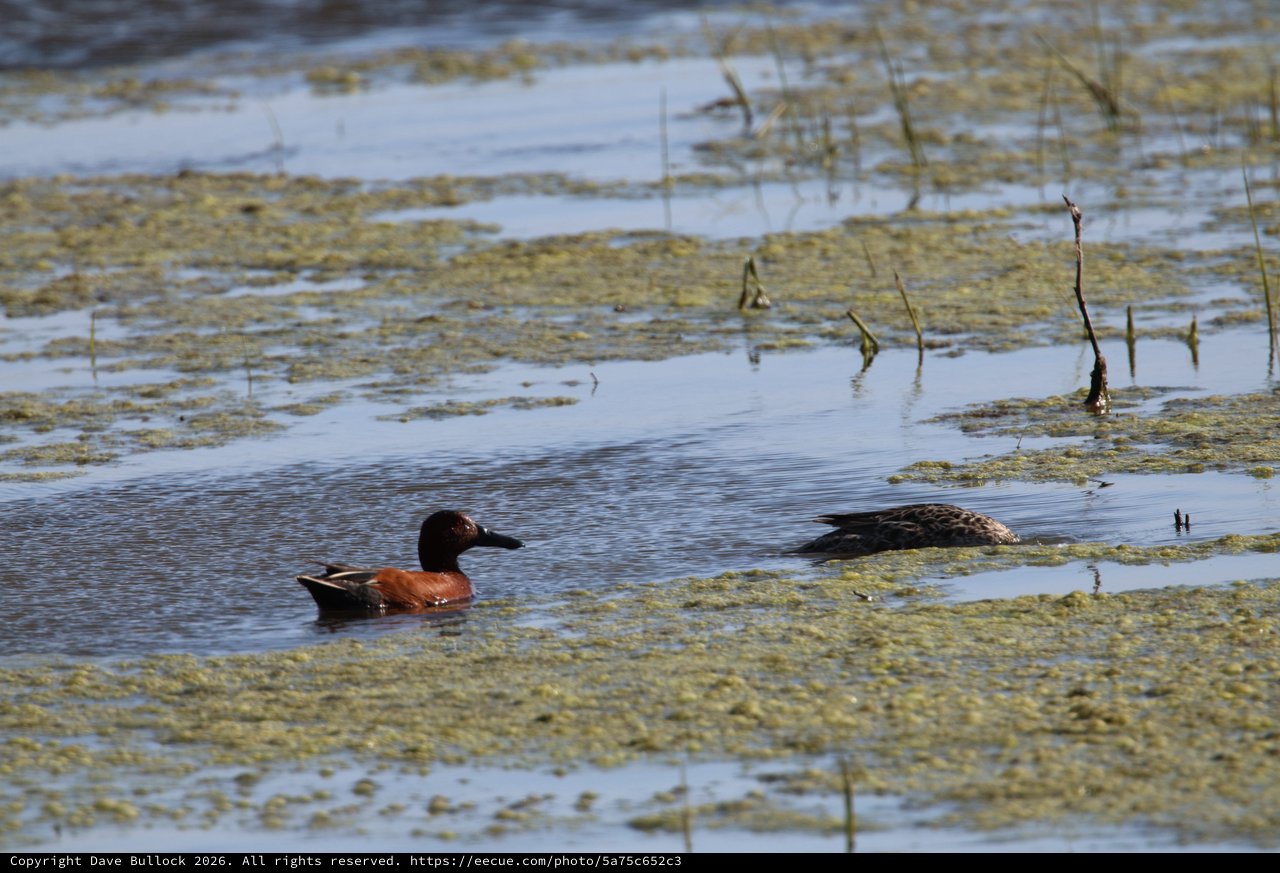 Cinnamon Teal Pair Swimming in Shallow Wetland Waters