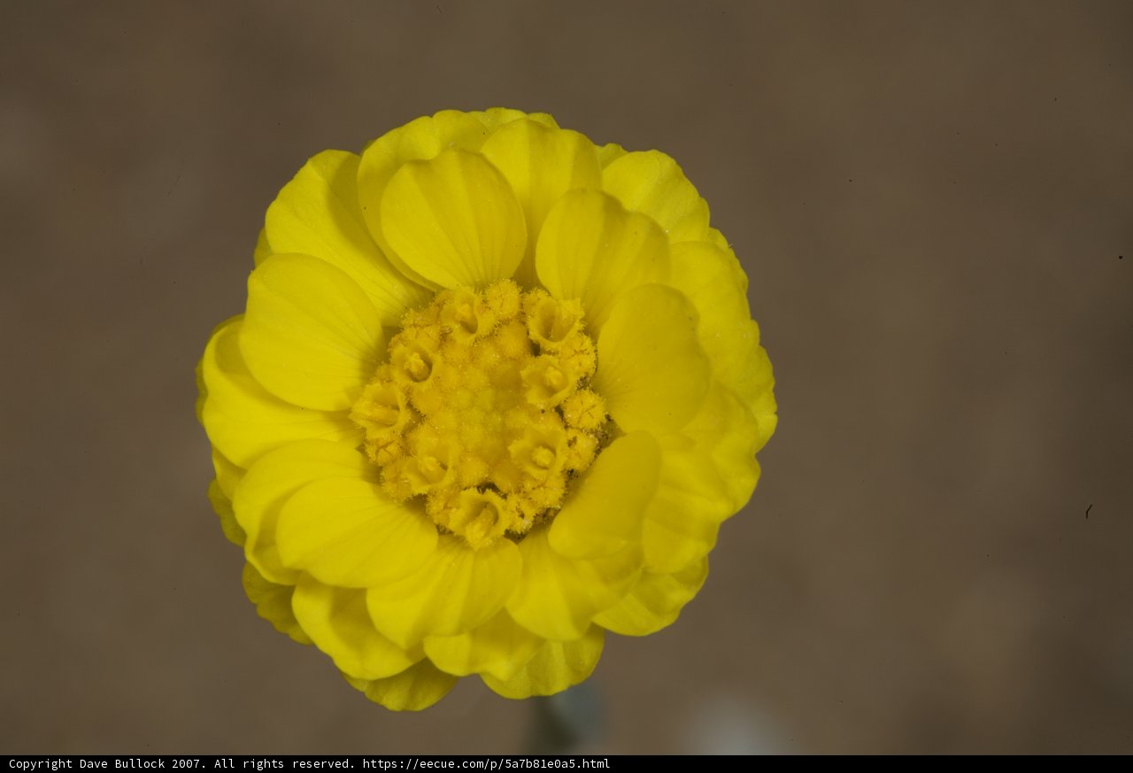 Golden Pollen on a Sunny Marigold