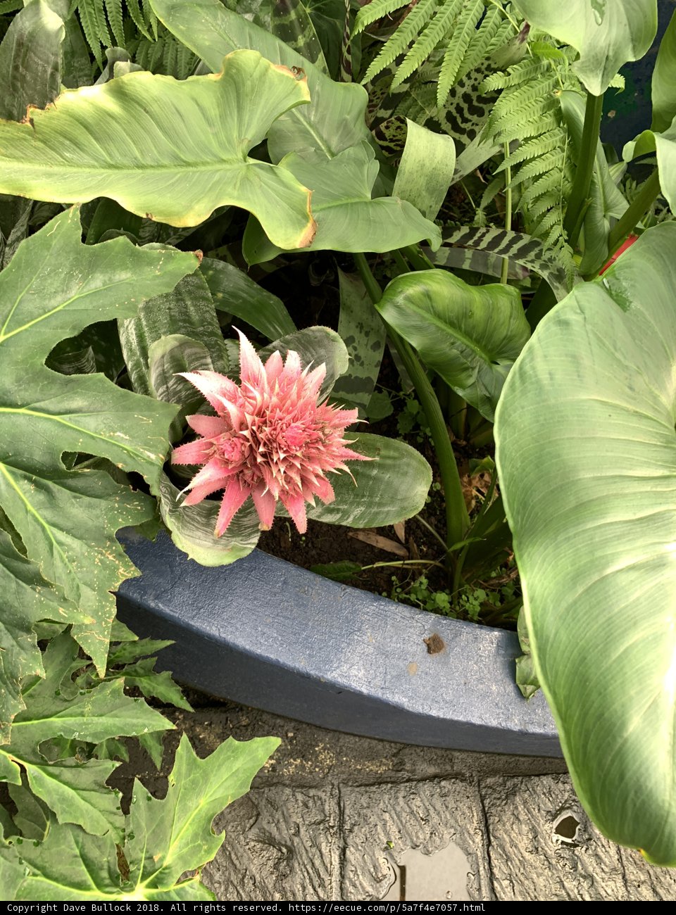 Blooming Dahlia in a Green Oasis