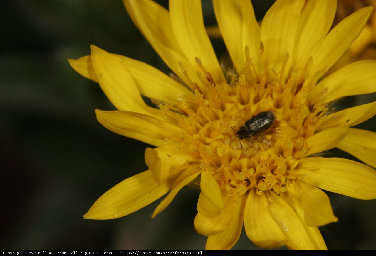 Bug amidst Daisy