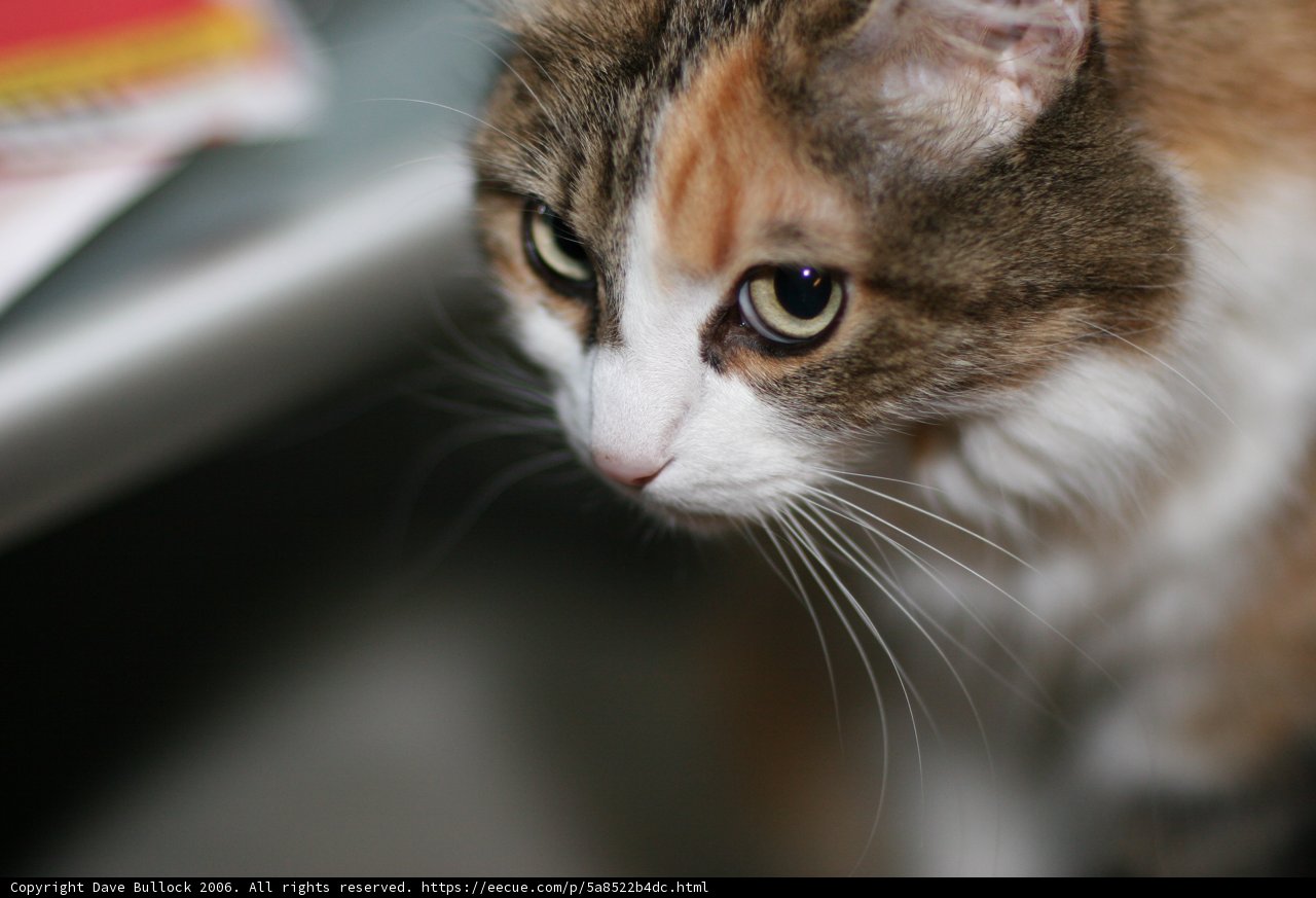 Intrigued Abyssinian Manx Kitten