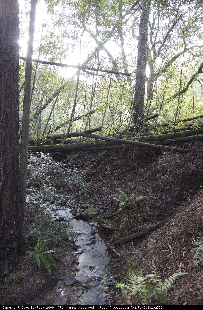 Serene Stream in the Heart of the Forest