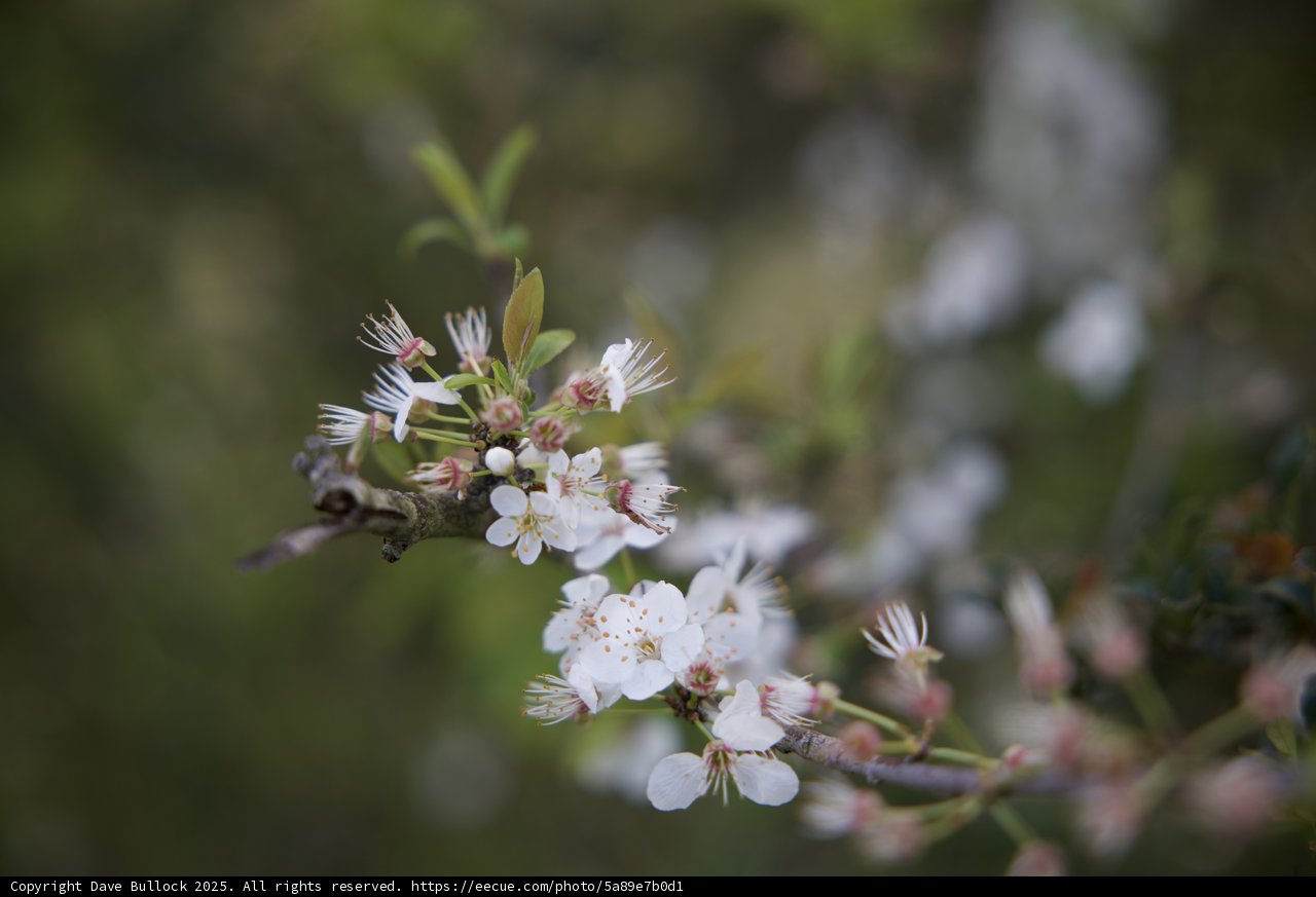 Blossoms of Spring