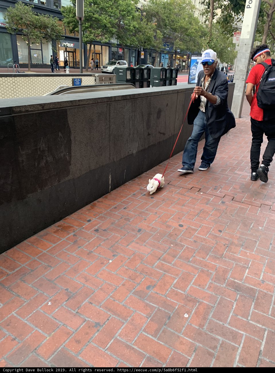 A Walk with a Furry Friend