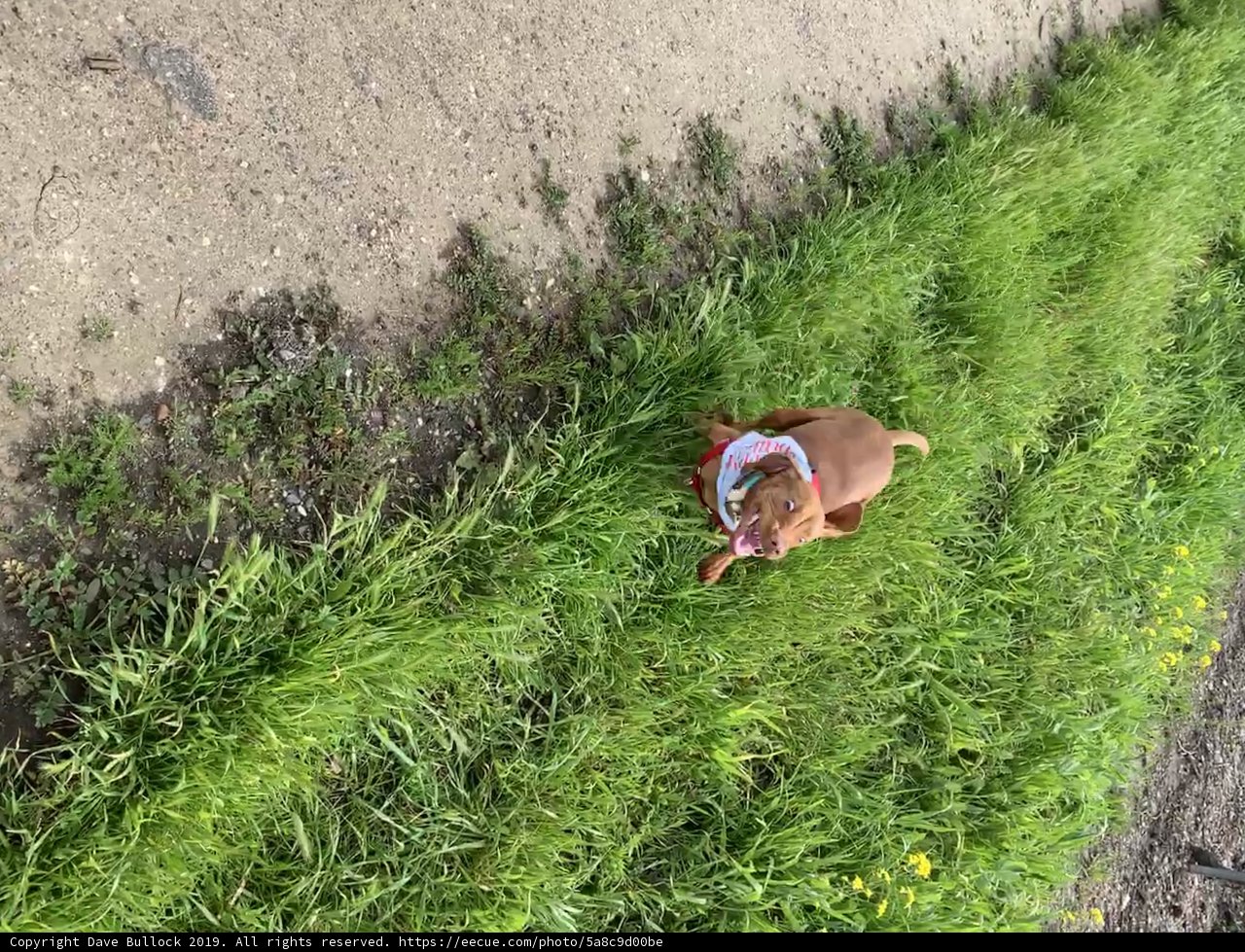 A Canine's Stroll Through a Summer Landscape