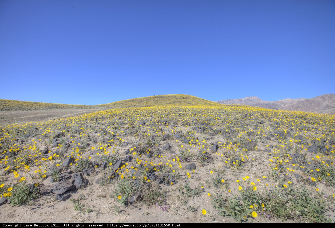 Burst of Sunshine in the Desert