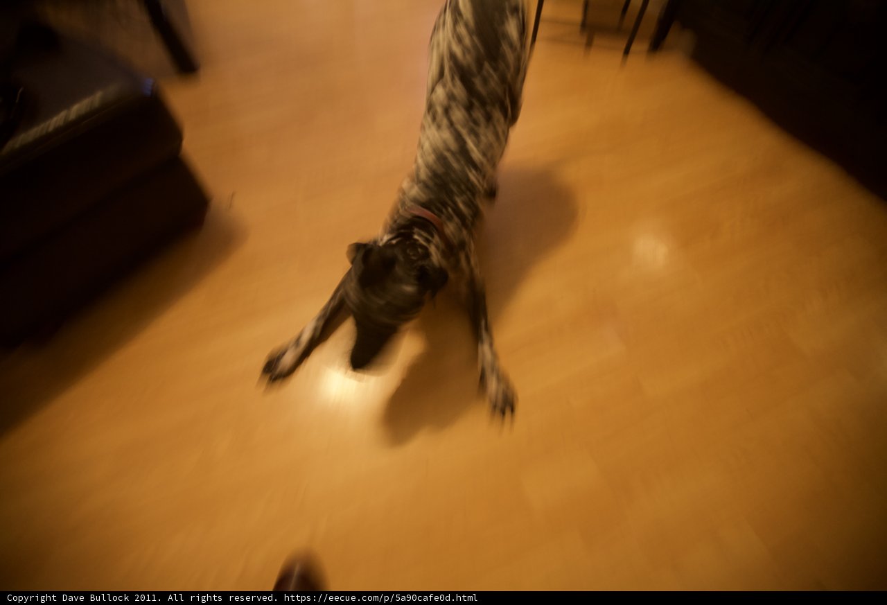 Wood Flooring and a Loyal Companion
