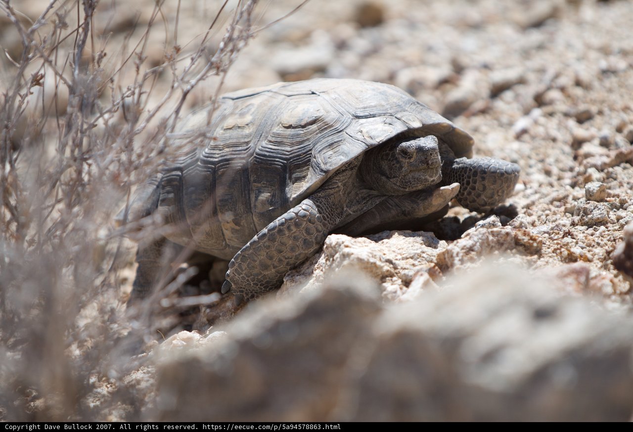 Rocky Road for a Turtle
