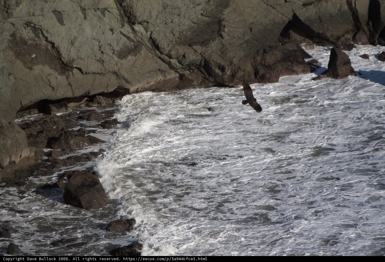 Winged Explorer of the Coastal Realm