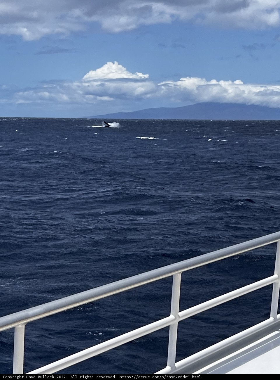 Majestic Encounter with a Whale in Hawaiʻi