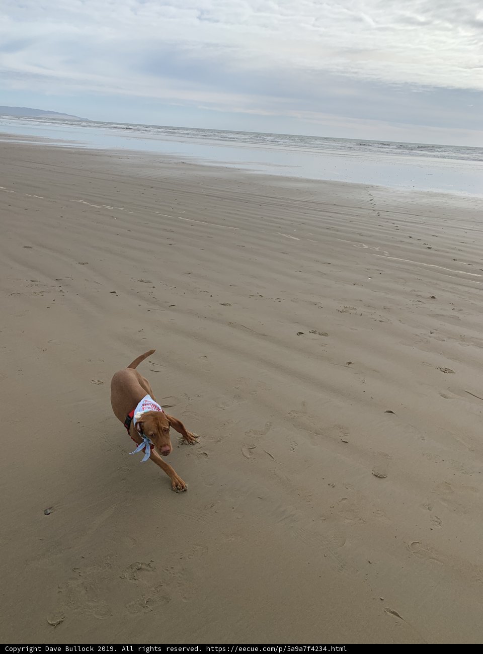 Running Free on Pismo Beach