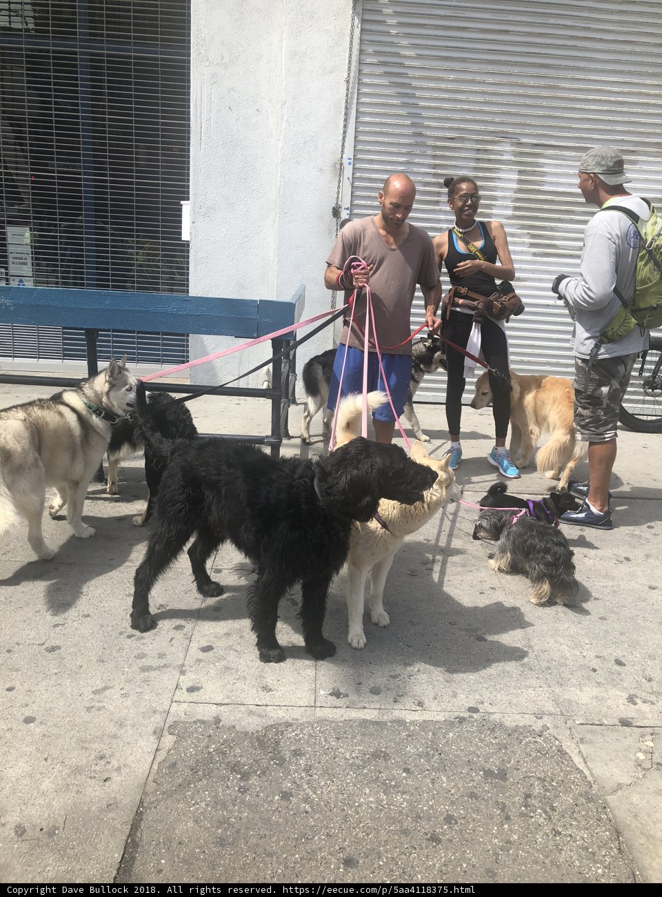 A Group of People and Their Four-Legged Friends