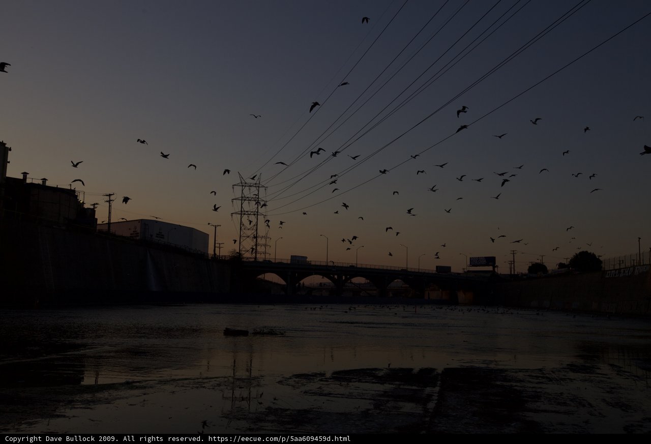 Flock of Silhouetted Birds at Dusk