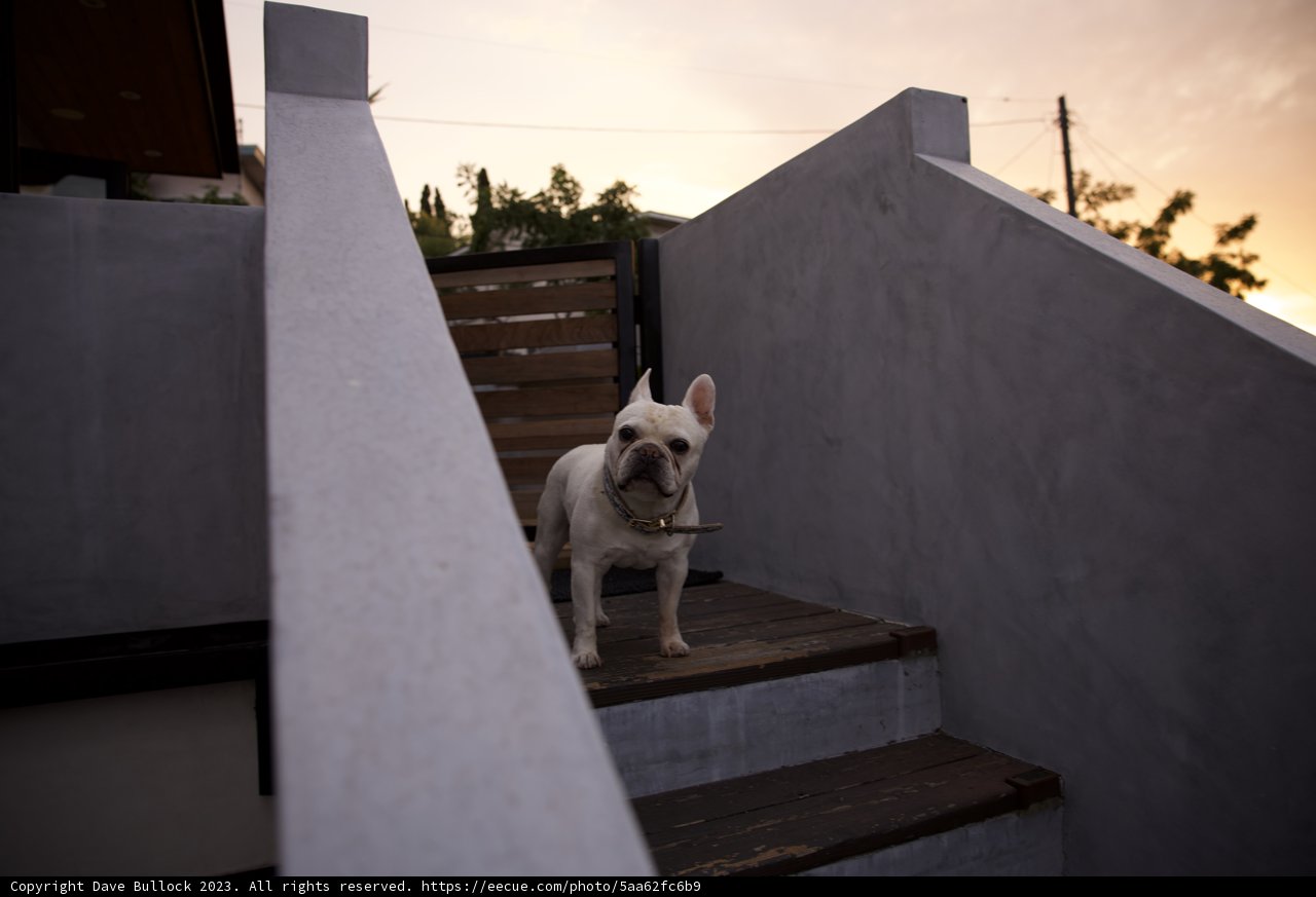 Guardian of the Stairs: LA's Canine Sentinel