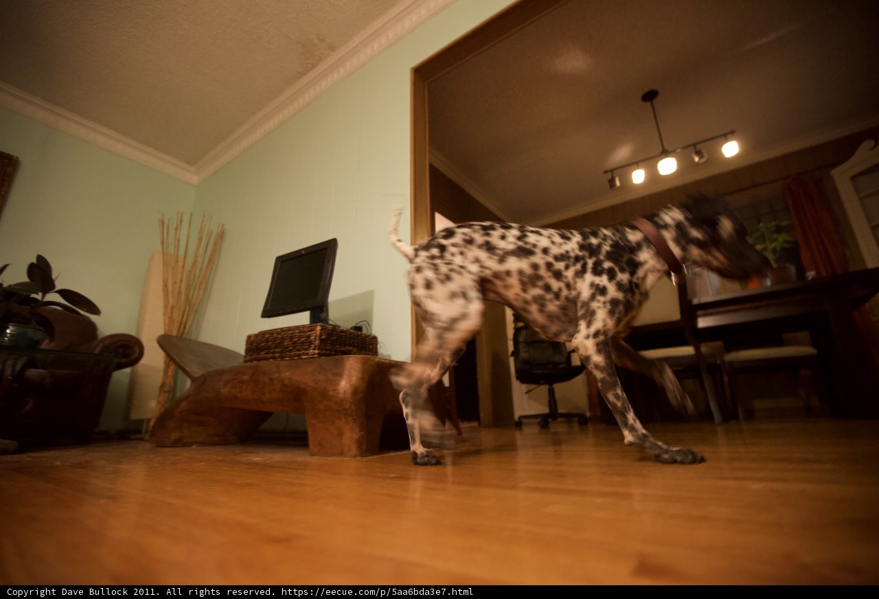Canine Stroll on Hardwood Floors