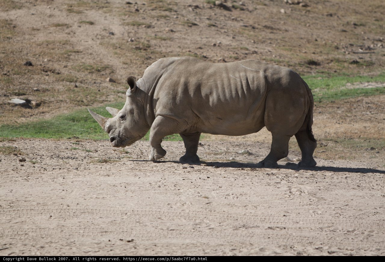 Rhino on the Move