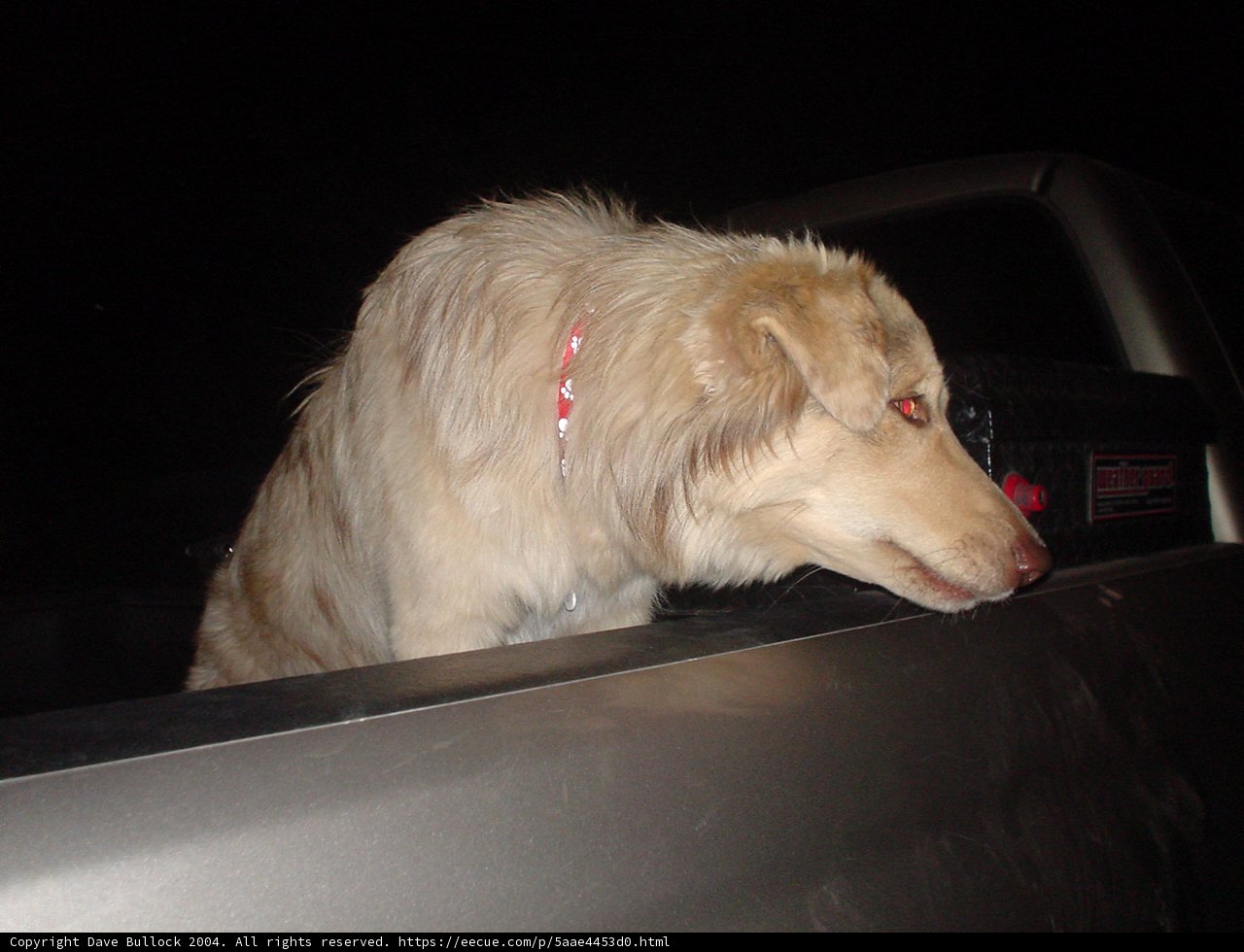 Joyride with Man's Best Friend